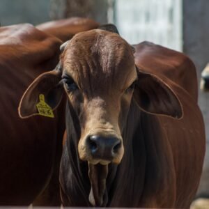 Cattle on livestock farm